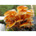 Мицелий Опенка зимнего / Фламмулина бархатистая (Flammulina velutipes) Мицелий Опенка зимнего / Фламмулина бархатистая (Flammulina velutipes)